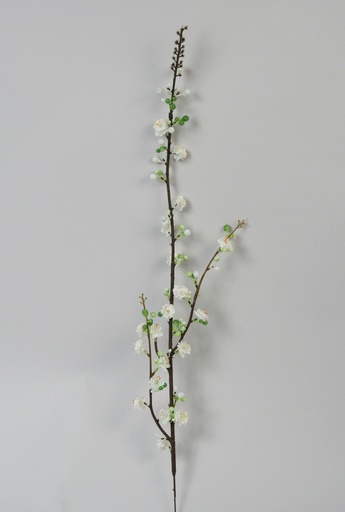 Prunus