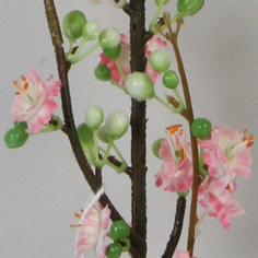 Prunus