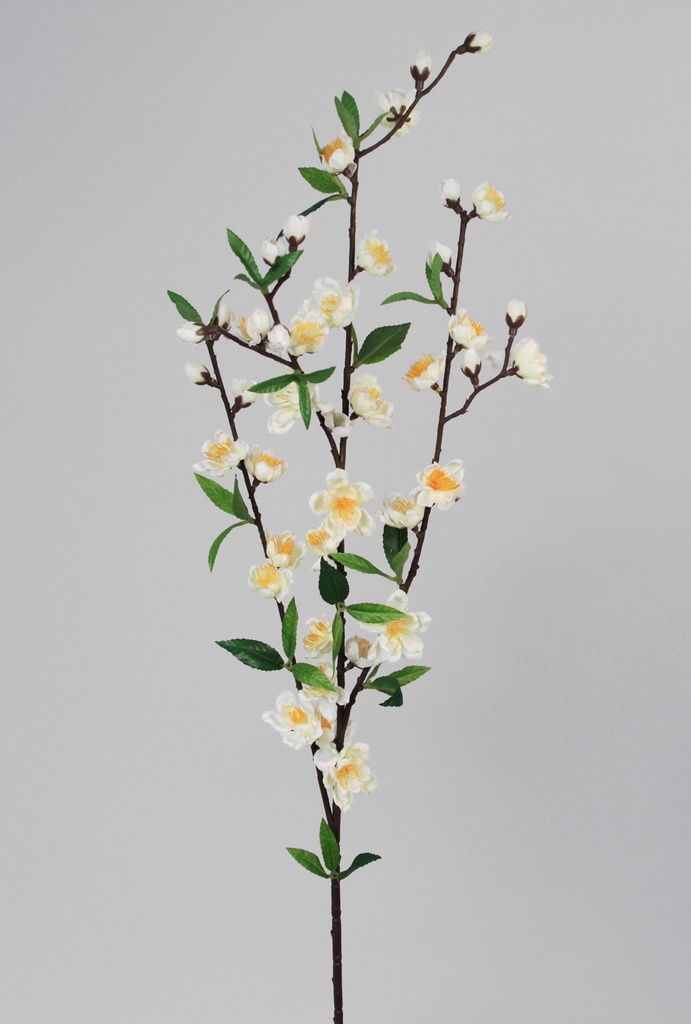 Cherry Blossom