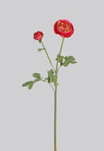 ranunculus
