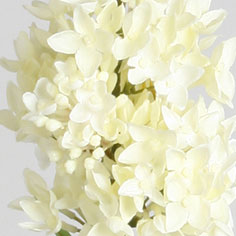 Lilac spray