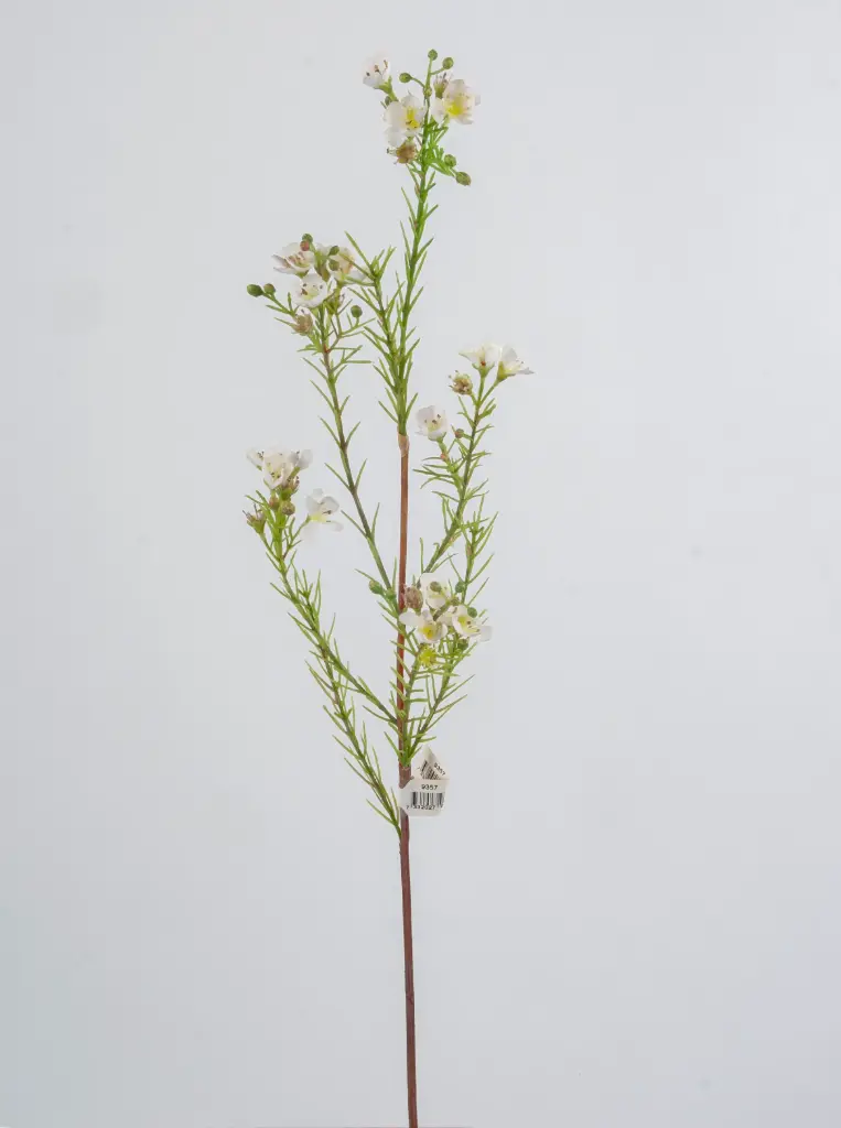 Wax flower