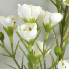 Wax flower