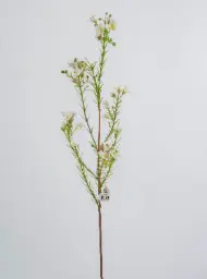 [9357] Wax flower (Alternative 1)