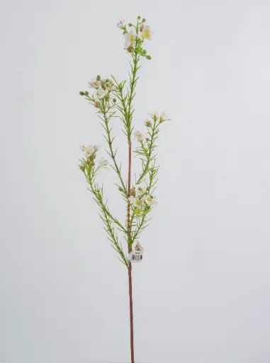 Wax flower