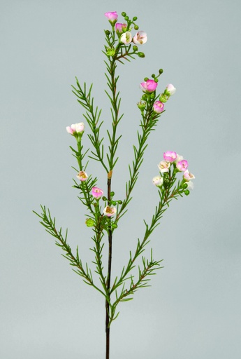 Wax flower