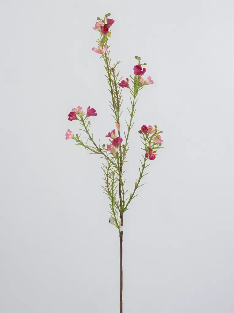 Wax flower