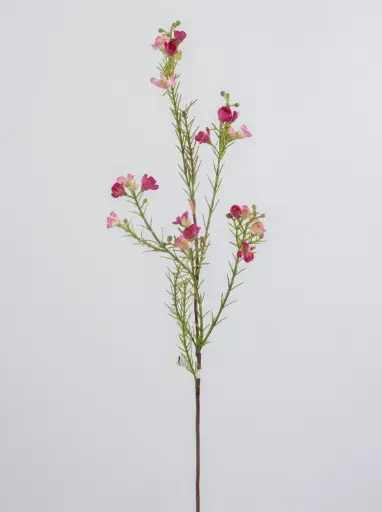 Wax flower