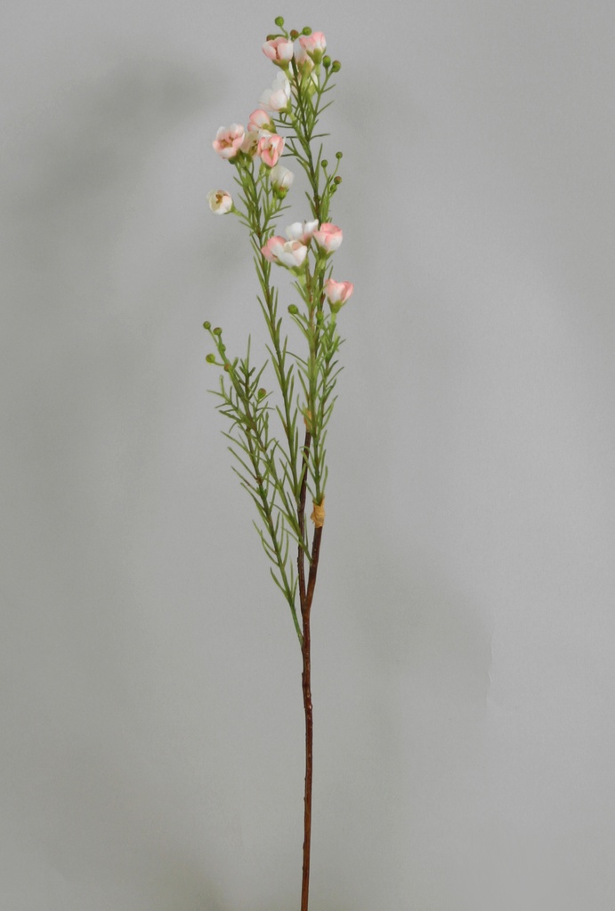 Wax flower