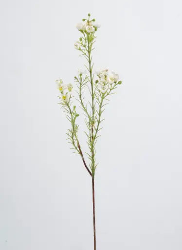 Wax flower
