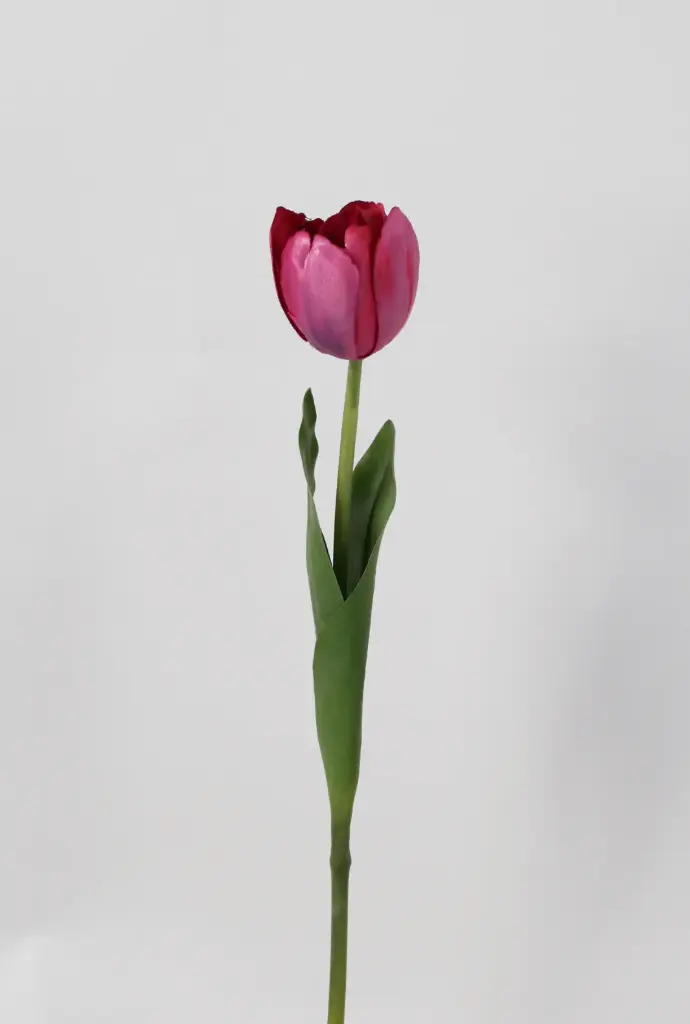 Tulip