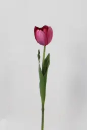 [7020] Tulip (Alternative 1)