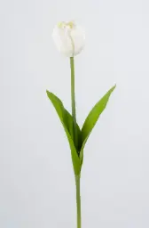 [7021] Tulip (Alternative 2)
