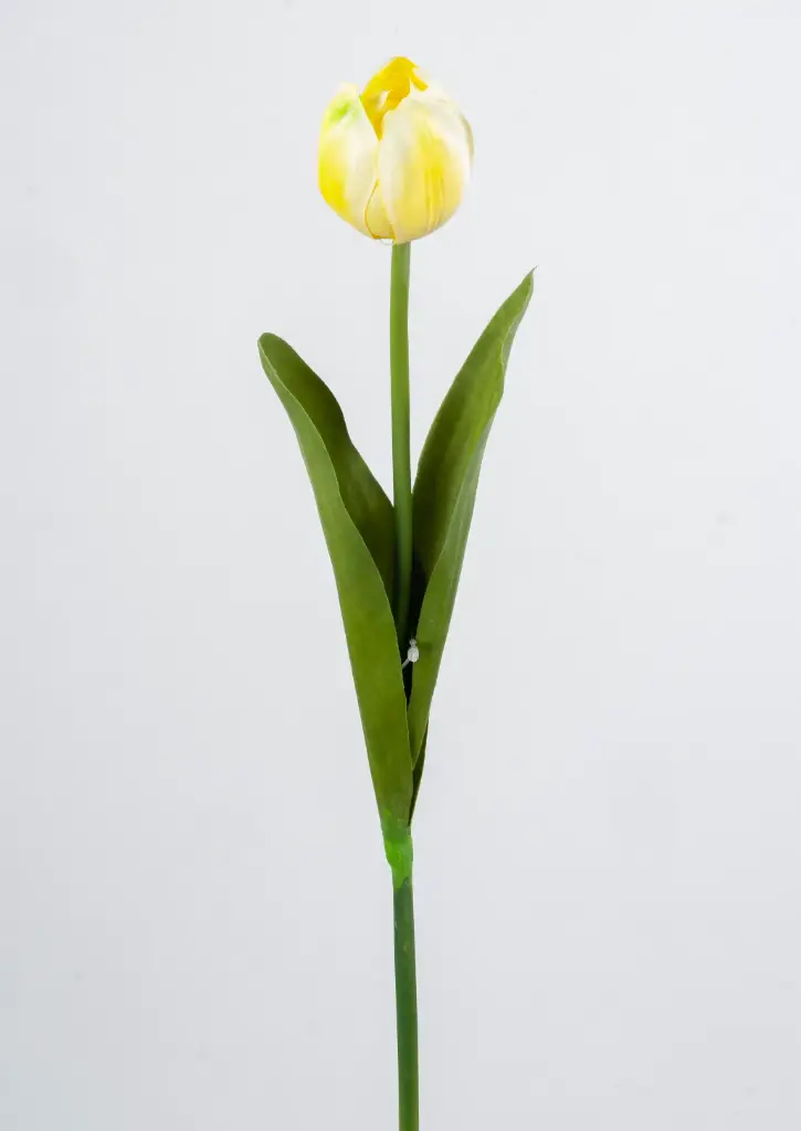 Tulip