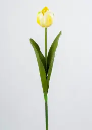 [7022] Tulip (Alternative 3)