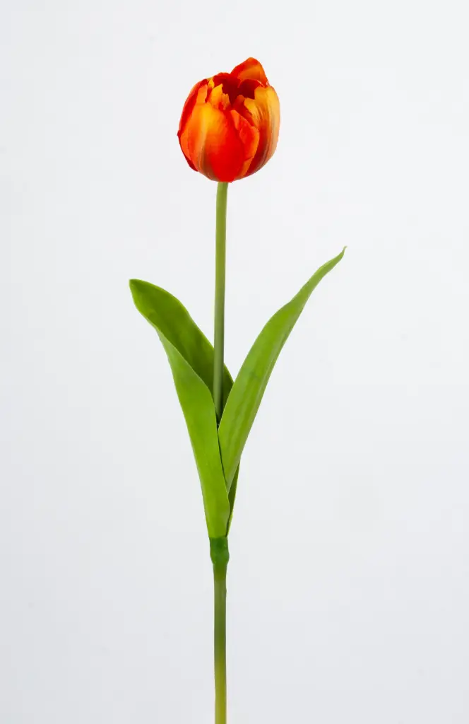 Tulip