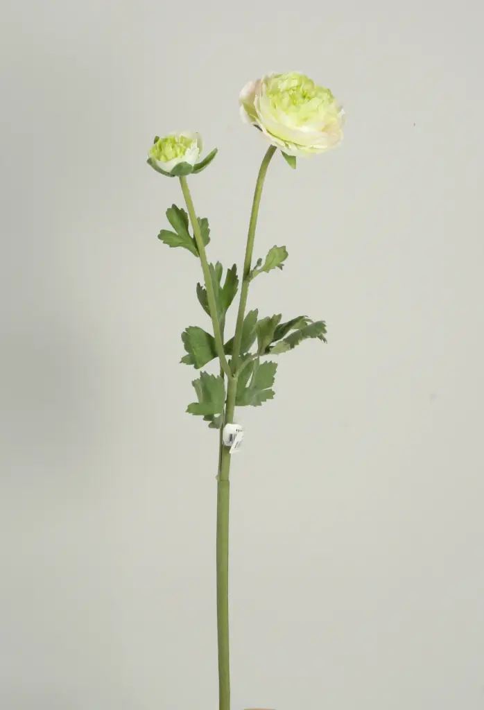 ranunculus