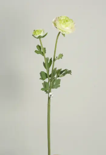 ranunculus