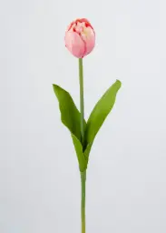 [7024] Tulip (Alternative 5)