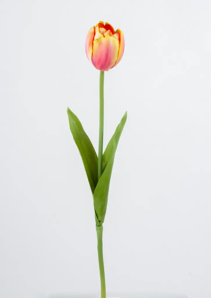 Tulip