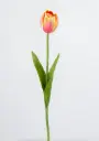 [7026] Tulip (Alternative 6)