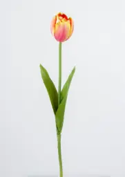 [7026] Tulip (Alternative 6)
