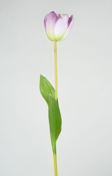 [6190-1] Tulip (Alternative 1)