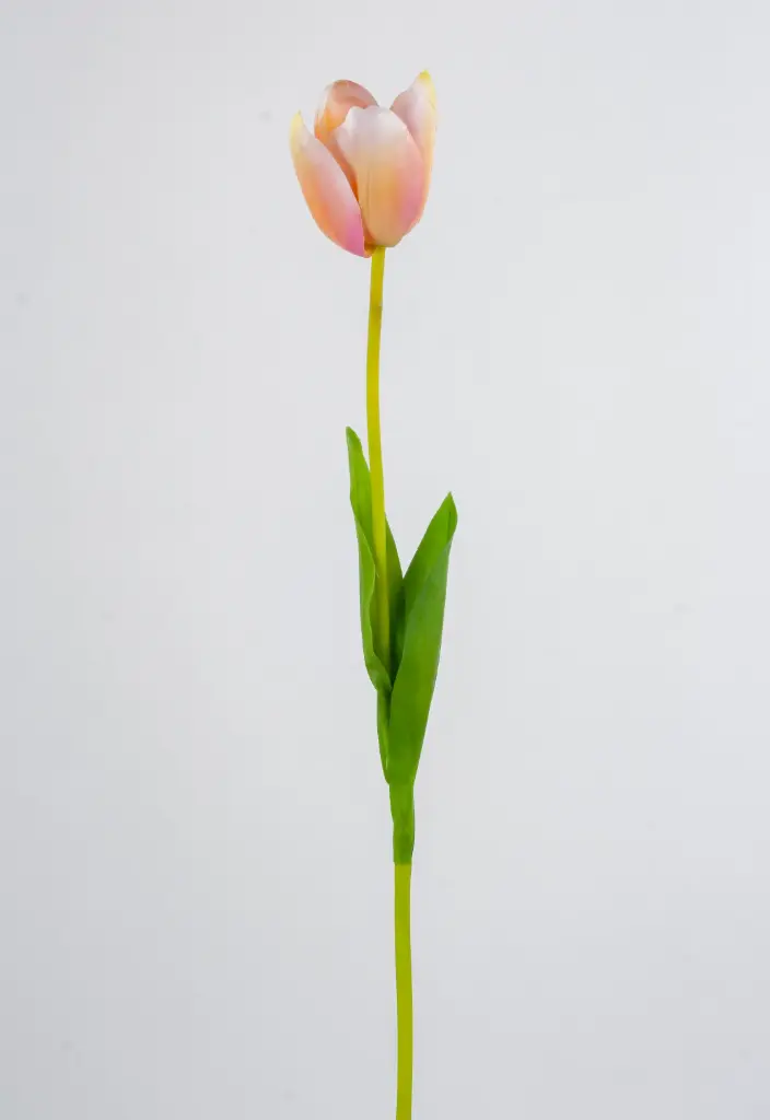 Tulip