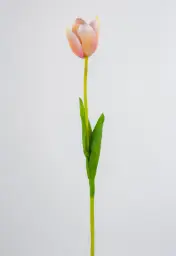 [6190-2] Tulip (Alternative 2)