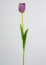 [6190-3] Tulip (Alternative 3)