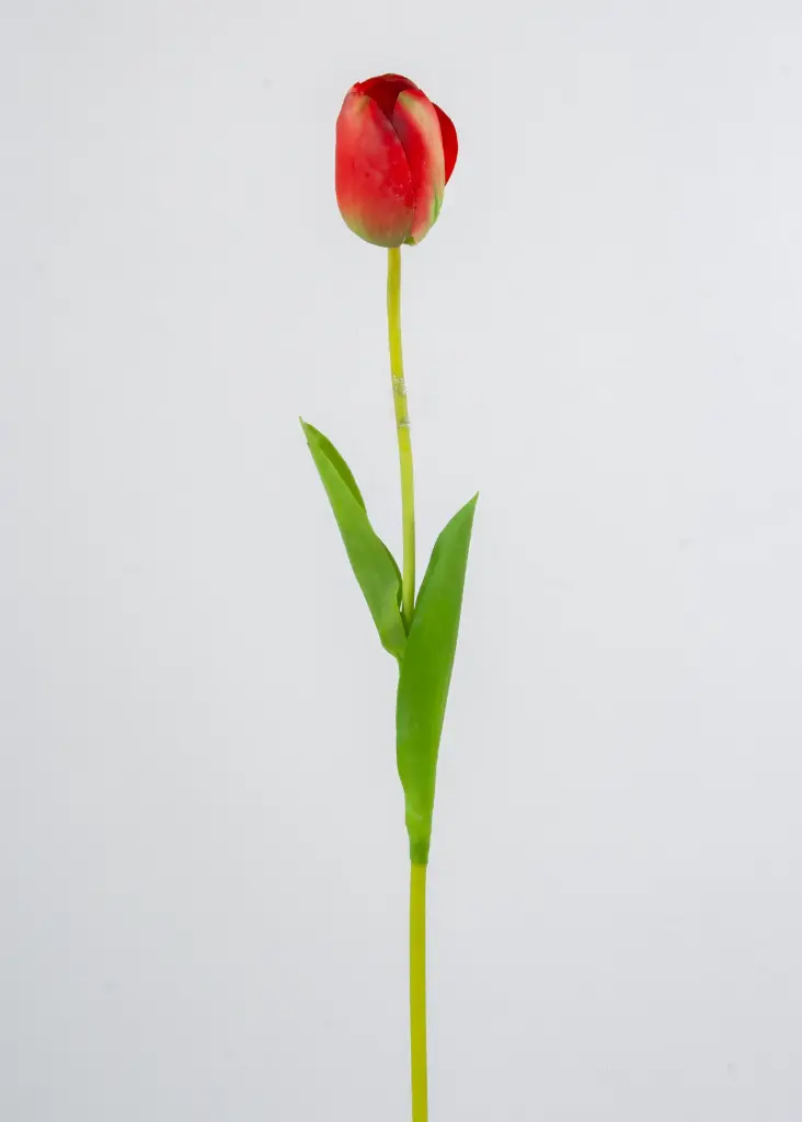 Tulip