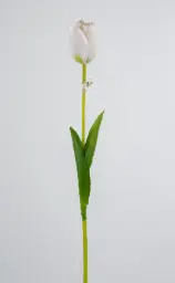 [6190-5] Tulip (Alternative 5)