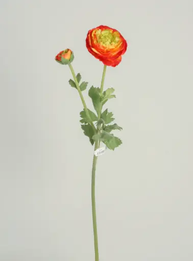 ranunculus