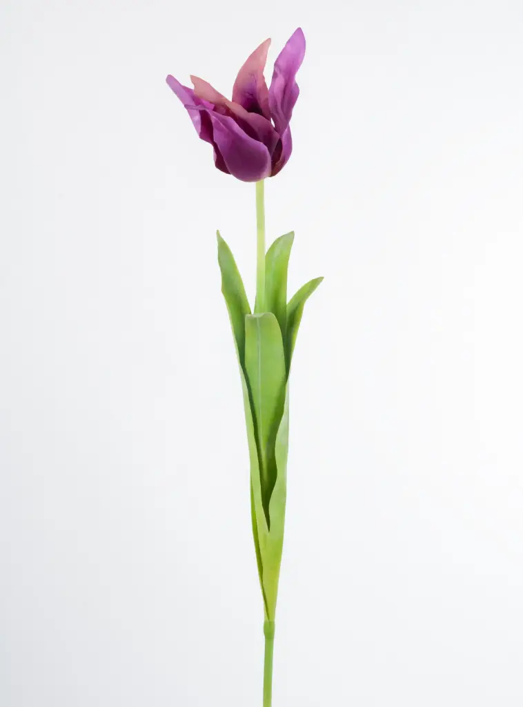 Tulip