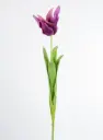 [9726] Tulip (Alternative 1)