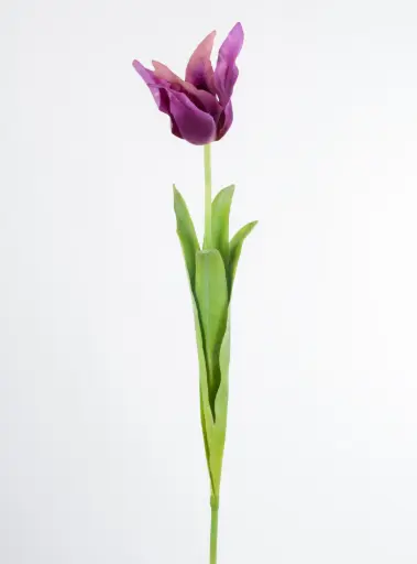 Tulip