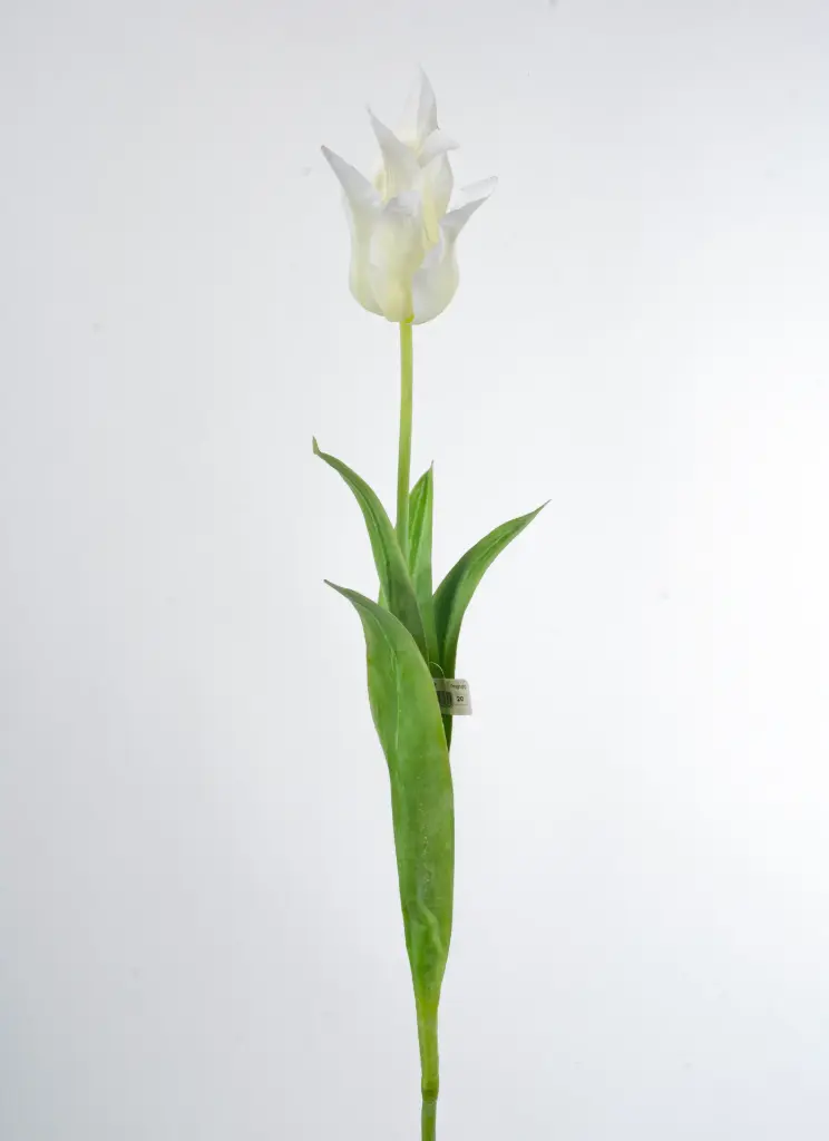 Tulip