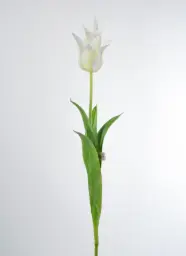 [9727] Tulip (Alternative 2)