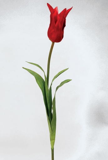 Tulip