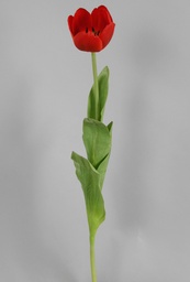 [6607] Tulip (Alternative 2)