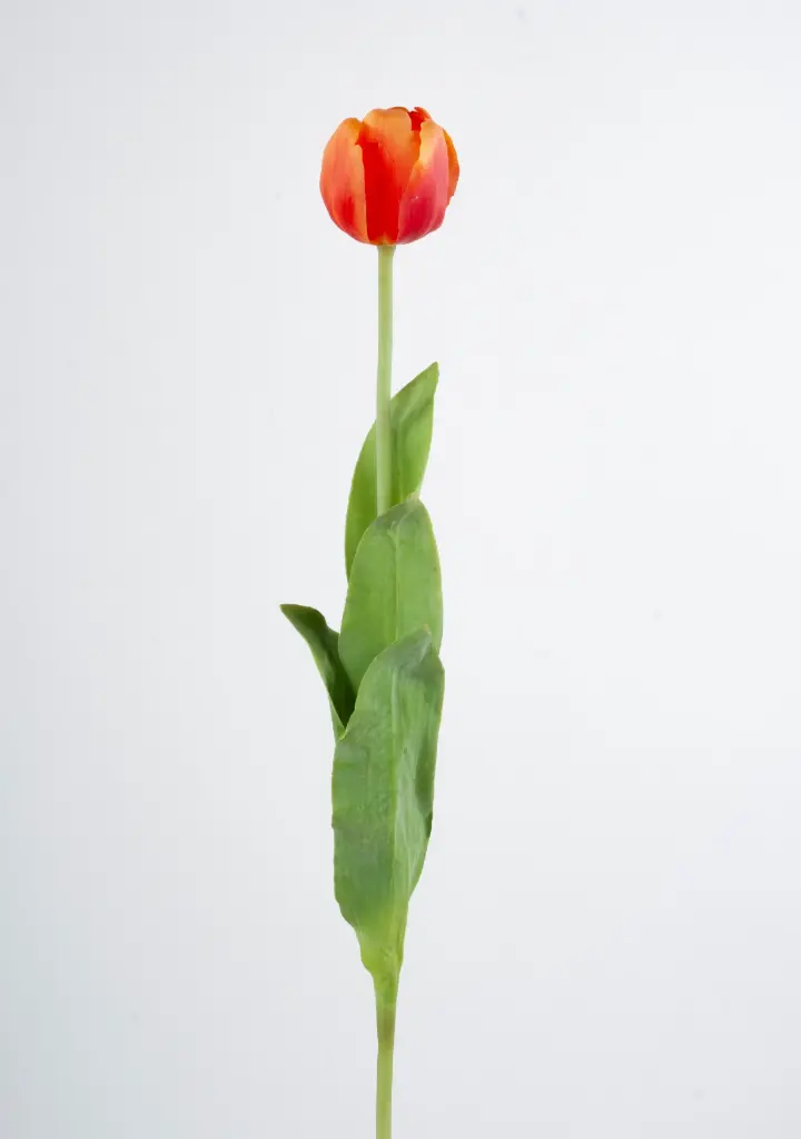 Tulip