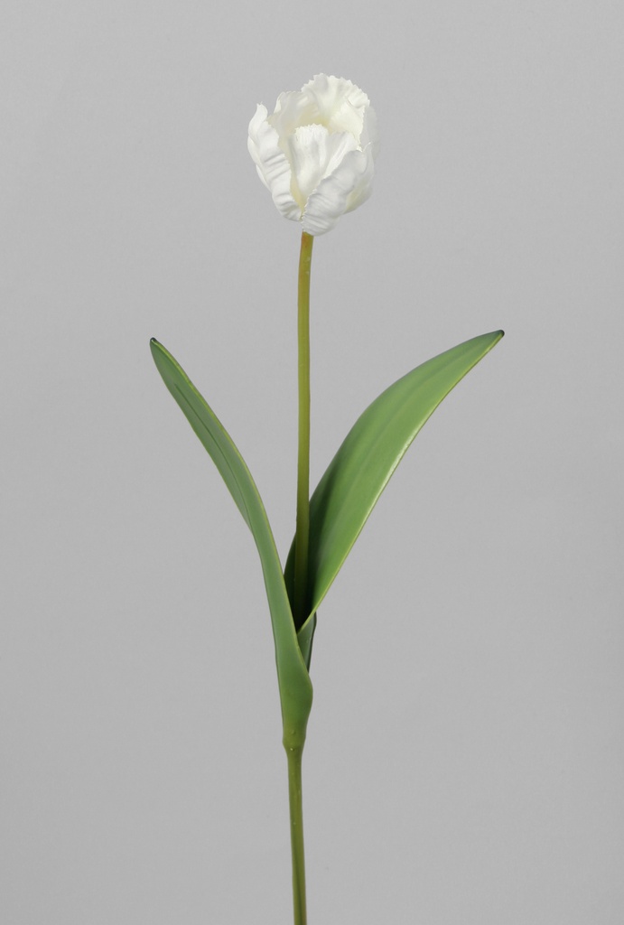 parrot tulip