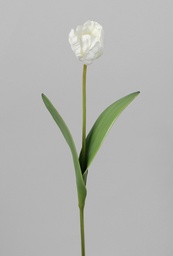 [7058] parrot tulip (Alternative 1)