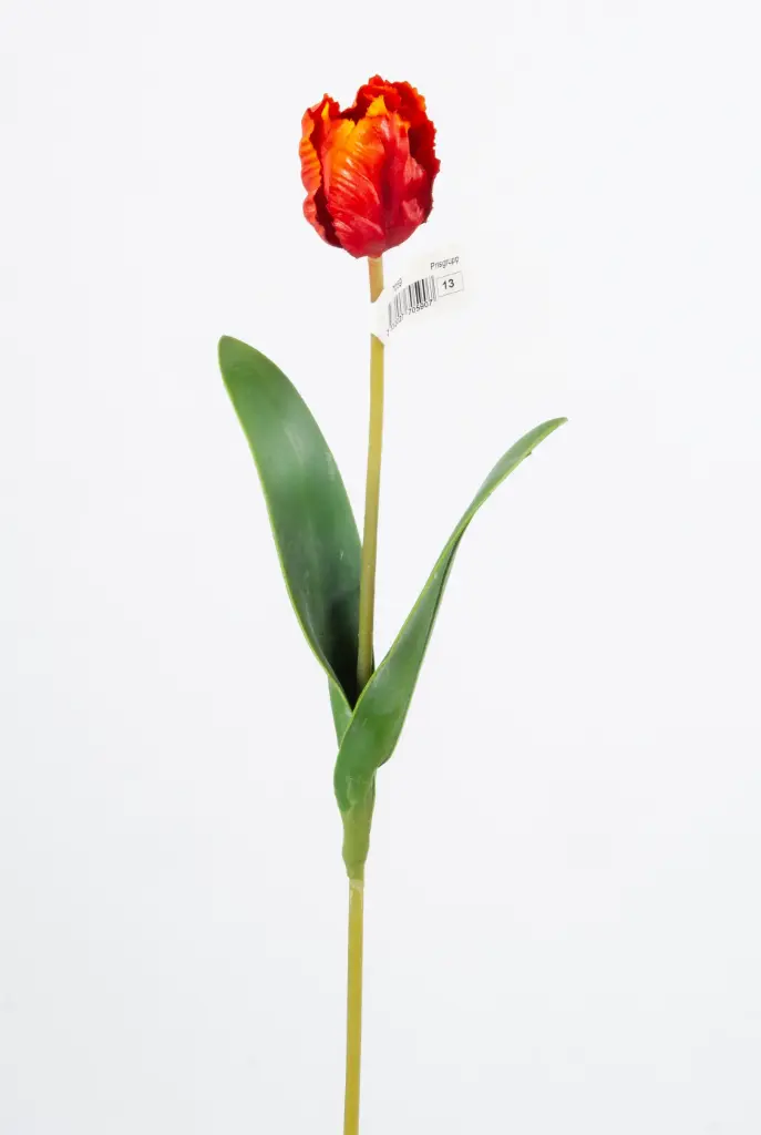 parrot tulip