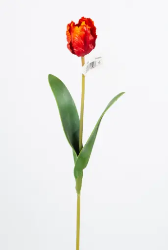 parrot tulip
