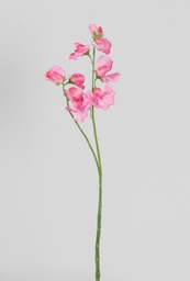 [7107] lathyrus (Alternative 1)