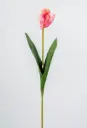 [7060] parrot tulip (Alternative 3)