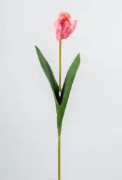 [7060] parrot tulip (Alternative 3)