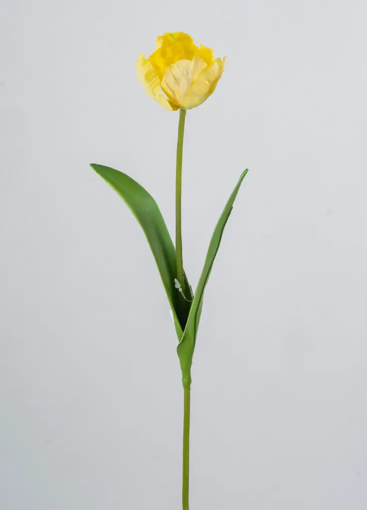 parrot tulip