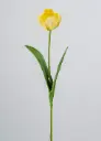[7061] parrot tulip (Alternative 4)